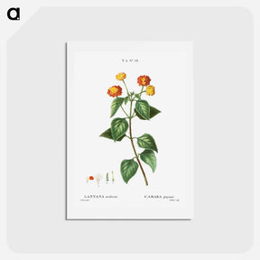 アートポストカード-Tickberry (Lantana aculeata) - ピエール ジョゼフ ルドゥーテ Postcard.