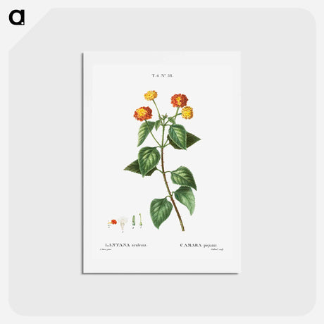 アートポストカード-Tickberry (Lantana aculeata) - ピエール ジョゼフ ルドゥーテ Postcard.