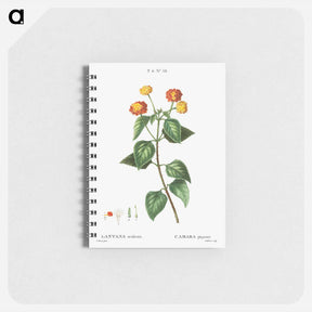 アートメモ帳-Tickberry (Lantana aculeata) - ピエール ジョゼフ ルドゥーテ Memo.