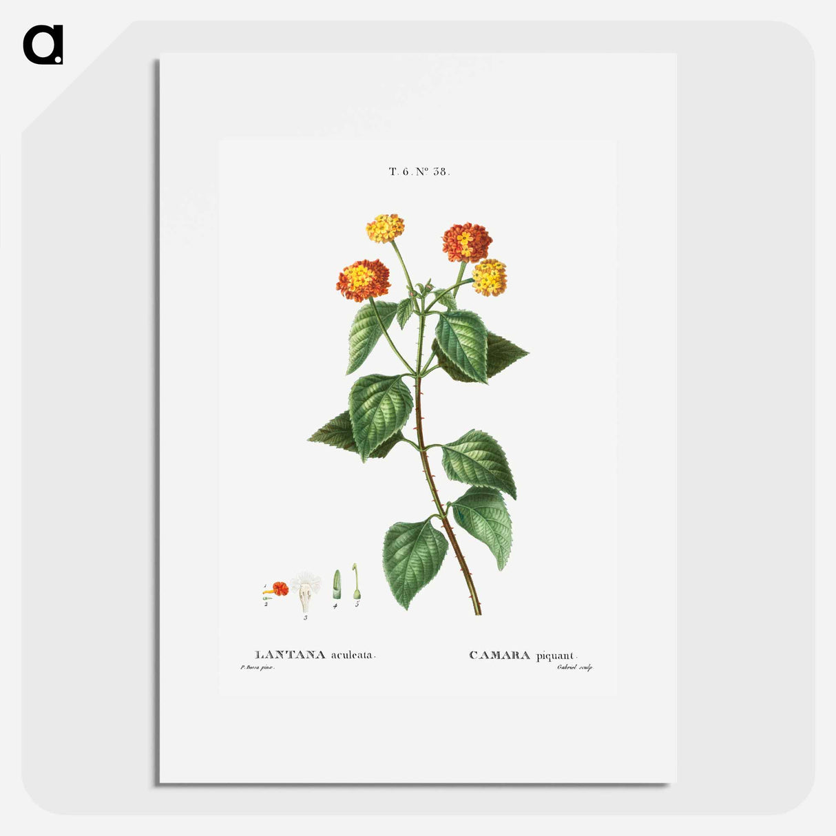 Tickberry (Lantana aculeata) - Pierre-Joseph Redouté Poster.