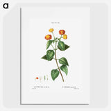 Tickberry (Lantana aculeata) - Pierre-Joseph Redouté Poster.