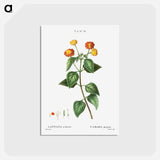 アートポストカード-Tickberry (Lantana aculeata) - ピエール ジョゼフ ルドゥーテ Postcard.