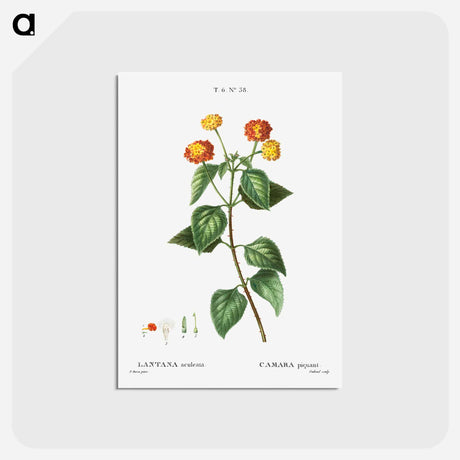 アートポストカード-Tickberry (Lantana aculeata) - ピエール ジョゼフ ルドゥーテ Postcard.