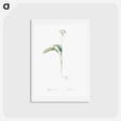 アートポストカード-Ramsons - ピエール ジョゼフ ルドゥーテ Postcard.