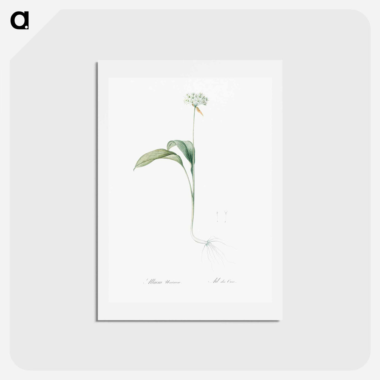 アートポストカード-Ramsons - ピエール ジョゼフ ルドゥーテ Postcard.