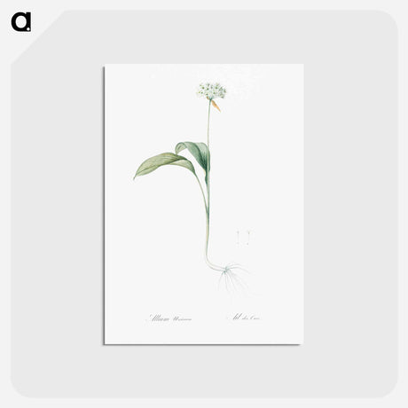 アートポストカード-Ramsons - ピエール ジョゼフ ルドゥーテ Postcard.