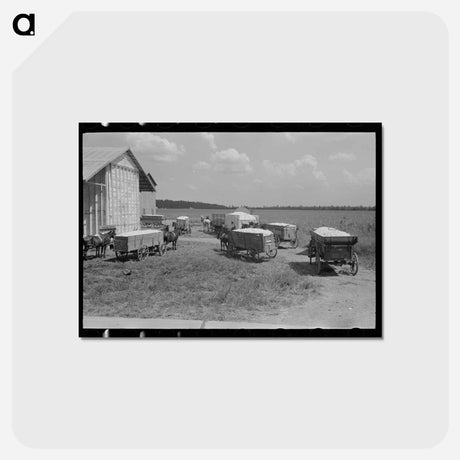アートポストカード-Cotton Wagons at Lehi
 - ラッセル リー Postcard.