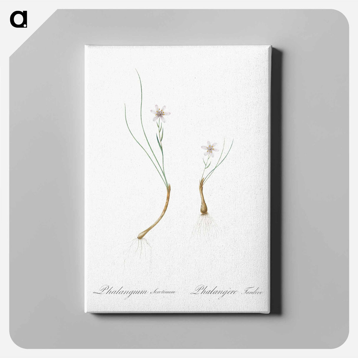 アートパネル-Snowdon lily illustration - ピエール ジョゼフ ルドゥーテ Canvas.