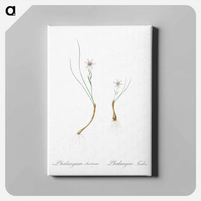 アートパネル-Snowdon lily illustration - ピエール ジョゼフ ルドゥーテ Canvas.