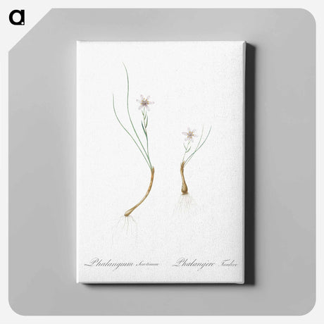 アートパネル-Snowdon lily illustration - ピエール ジョゼフ ルドゥーテ Canvas.
