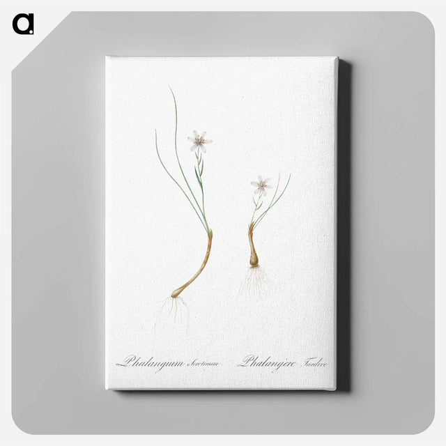 アートパネル-Snowdon lily illustration - ピエール ジョゼフ ルドゥーテ Canvas.