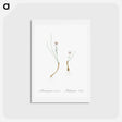 アートポストカード-Snowdon lily illustration - ピエール ジョゼフ ルドゥーテ Postcard.