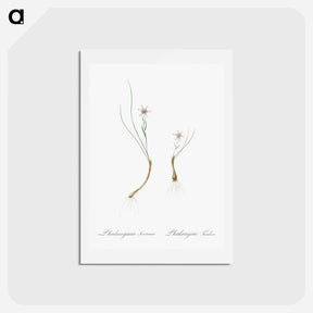 アートポストカード-Snowdon lily illustration - ピエール ジョゼフ ルドゥーテ Postcard.