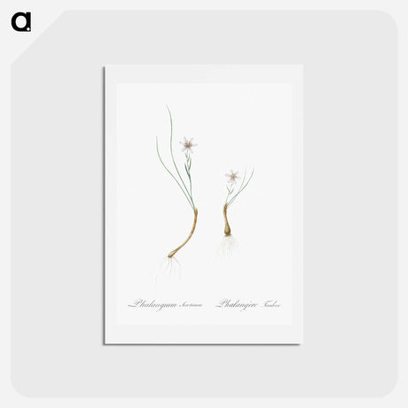 アートポストカード-Snowdon lily illustration - ピエール ジョゼフ ルドゥーテ Postcard.