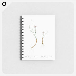 アートメモ帳-Snowdon lily illustration - ピエール ジョゼフ ルドゥーテ Memo.