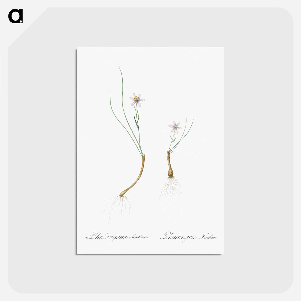 アートポストカード-Snowdon lily illustration - ピエール ジョゼフ ルドゥーテ Postcard.
