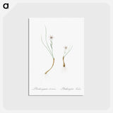 アートポストカード-Snowdon lily illustration - ピエール ジョゼフ ルドゥーテ Postcard.