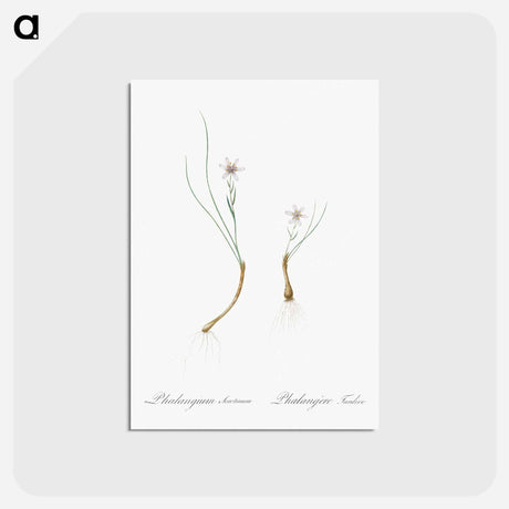 アートポストカード-Snowdon lily illustration - ピエール ジョゼフ ルドゥーテ Postcard.