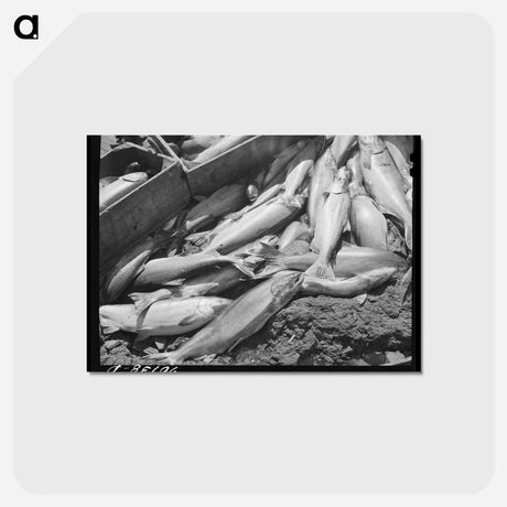アートポストカード-Salmon, Celilo Falls
 - ラッセル リー Postcard.