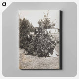 アートパネル-Four Women Behind Bush
 - セントルイス美術館 Canvas.