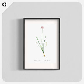 アートポスター-Mouse garlic illustration - ピエール ジョゼフ ルドゥーテ Poster.