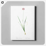 アートパネル-Mouse garlic illustration - ピエール ジョゼフ ルドゥーテ Canvas.