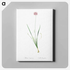 アートパネル-Mouse garlic illustration - ピエール ジョゼフ ルドゥーテ Canvas.