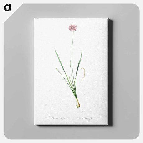 アートパネル-Mouse garlic illustration - ピエール ジョゼフ ルドゥーテ Canvas.