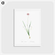 アートポストカード-Mouse garlic illustration - ピエール ジョゼフ ルドゥーテ Postcard.