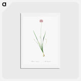 アートポストカード-Mouse garlic illustration - ピエール ジョゼフ ルドゥーテ Postcard.
