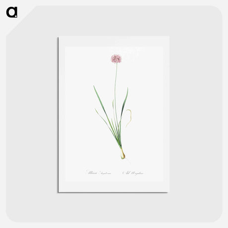 アートポストカード-Mouse garlic illustration - ピエール ジョゼフ ルドゥーテ Postcard.