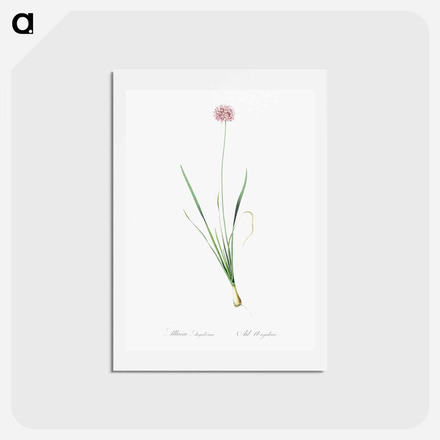 アートポストカード-Mouse garlic illustration - ピエール ジョゼフ ルドゥーテ Postcard.