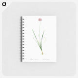 Mouse garlic illustration - ピエール ジョゼフ ルドゥーテ Memo.