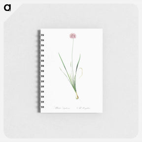 アートメモ帳-Mouse garlic illustration - ピエール ジョゼフ ルドゥーテ Memo.