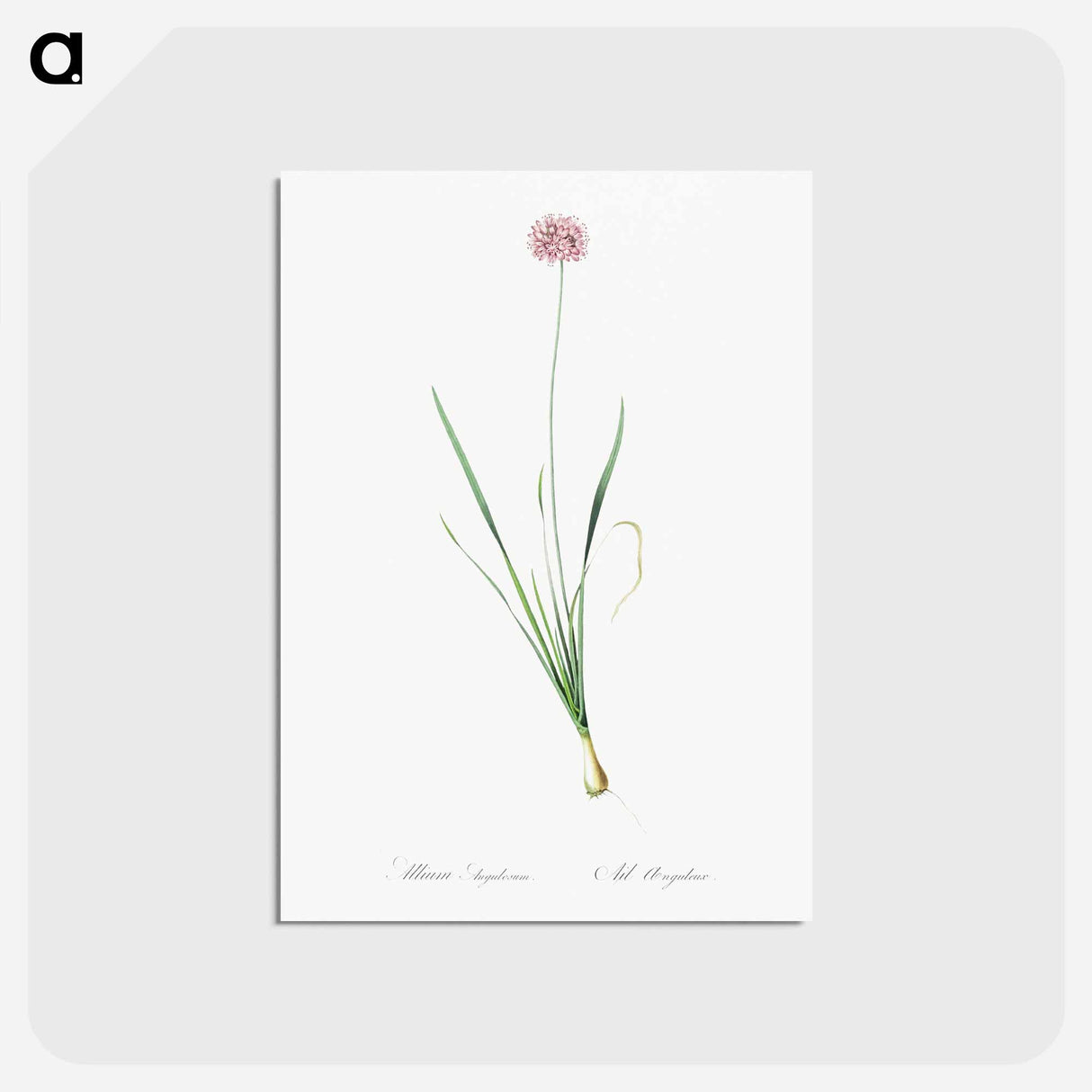 アートポストカード-Mouse garlic illustration - ピエール ジョゼフ ルドゥーテ Postcard.