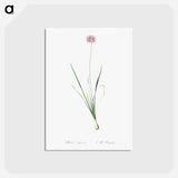 アートポストカード-Mouse garlic illustration - ピエール ジョゼフ ルドゥーテ Postcard.