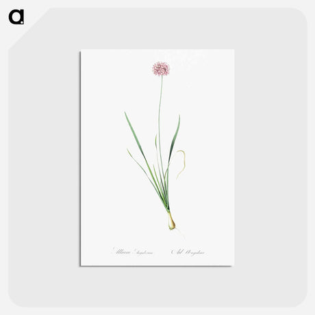 アートポストカード-Mouse garlic illustration - ピエール ジョゼフ ルドゥーテ Postcard.