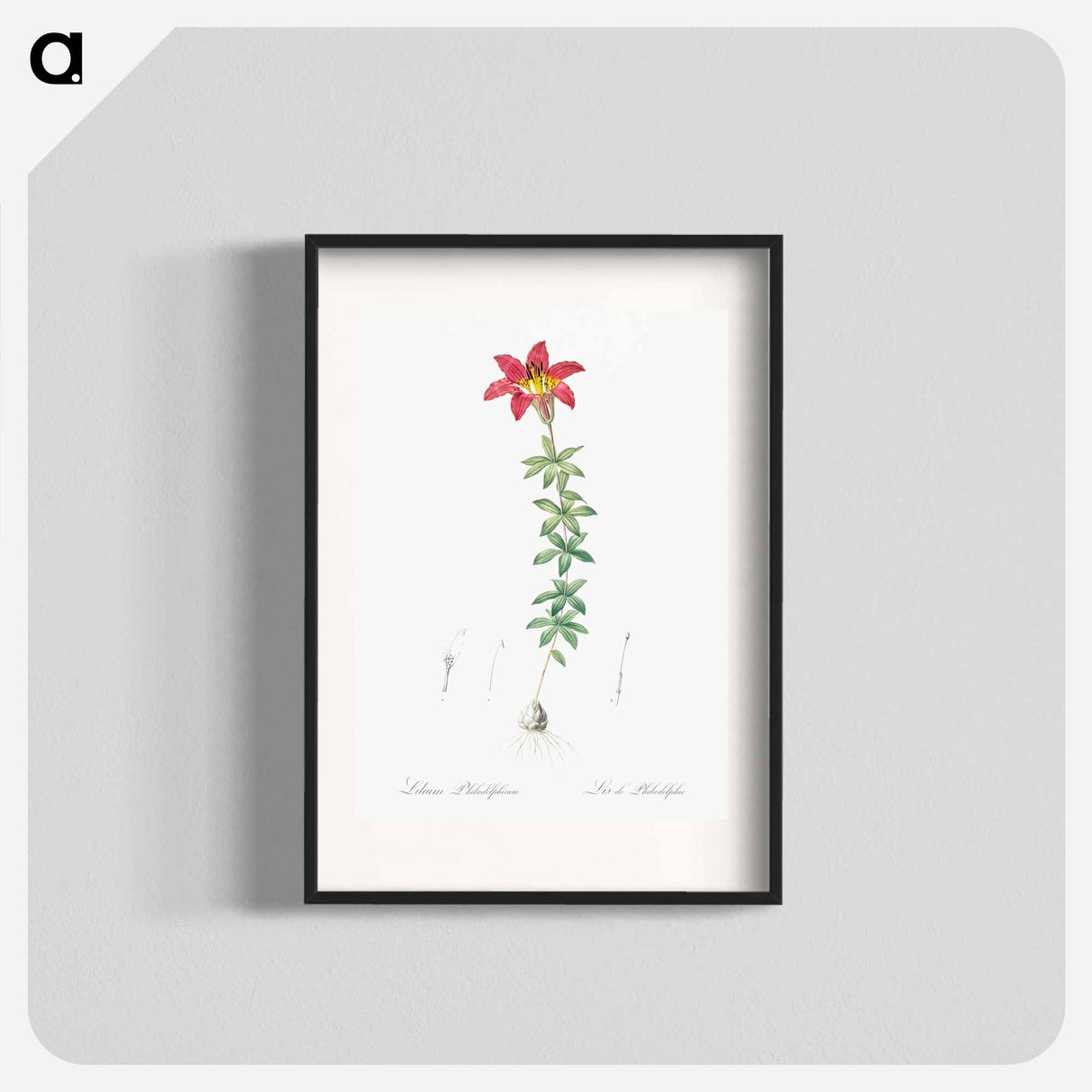 Wood lily illustration - Pierre Joseph Redouté Poster.