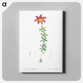アートパネル-Wood lily illustration - ピエール ジョゼフ ルドゥーテ Canvas.