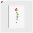 アートポストカード-Wood lily illustration - ピエール ジョゼフ ルドゥーテ Postcard.