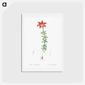 アートポストカード-Wood lily illustration - ピエール ジョゼフ ルドゥーテ Postcard.