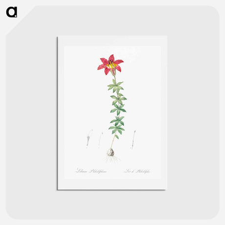 アートポストカード-Wood lily illustration - ピエール ジョゼフ ルドゥーテ Postcard.