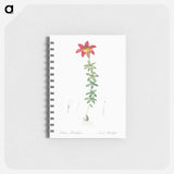 Wood lily illustration - ピエール ジョゼフ ルドゥーテ Memo.