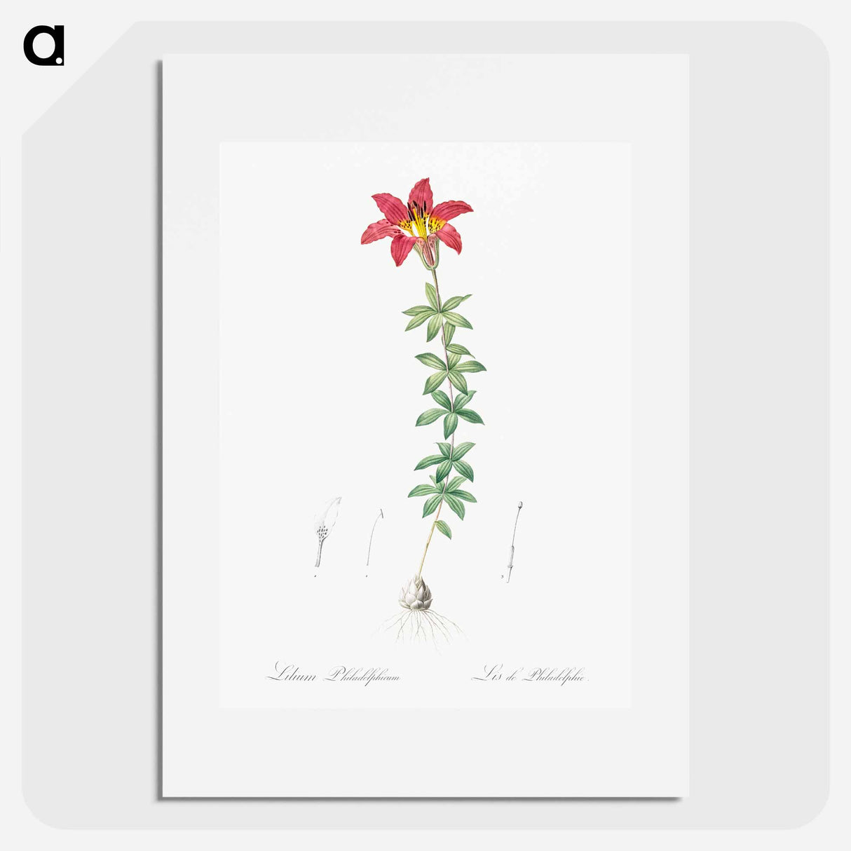 Wood lily illustration - Pierre Joseph Redouté Poster.