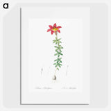Wood lily illustration - Pierre Joseph Redouté Poster.