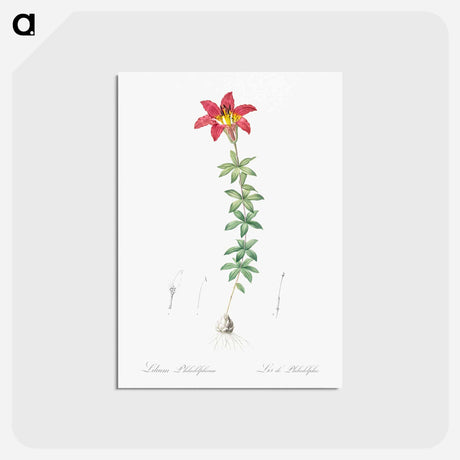 アートポストカード-Wood lily illustration - ピエール ジョゼフ ルドゥーテ Postcard.