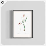Lady tulip illustration - Pierre Joseph Redouté Poster.