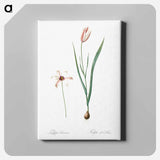 アートパネル-Lady tulip illustration - ピエール ジョゼフ ルドゥーテ Canvas.