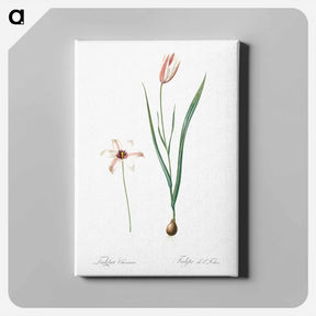 アートパネル-Lady tulip illustration - ピエール ジョゼフ ルドゥーテ Canvas.