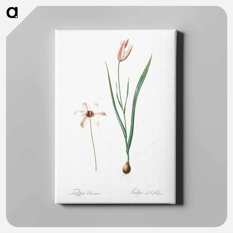 アートパネル-Lady tulip illustration - ピエール ジョゼフ ルドゥーテ Canvas.